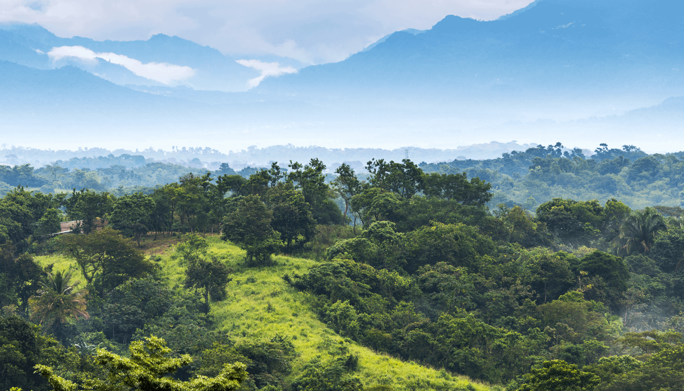 mexico-forest