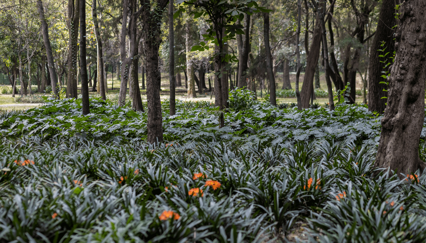 chapultepec-mexico